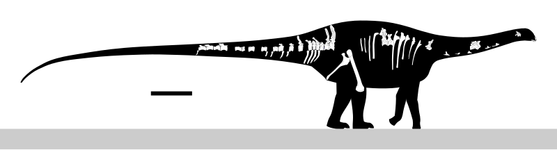 File:Demandasaurus Skeletal.svg