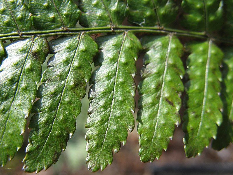 File:Dryopteris erythrosora2.jpg