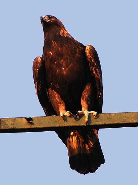 File:Eagle 06704.jpg