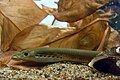 Adult-fish of Eastern-brook-lamprey(Lethenteron reissneri).