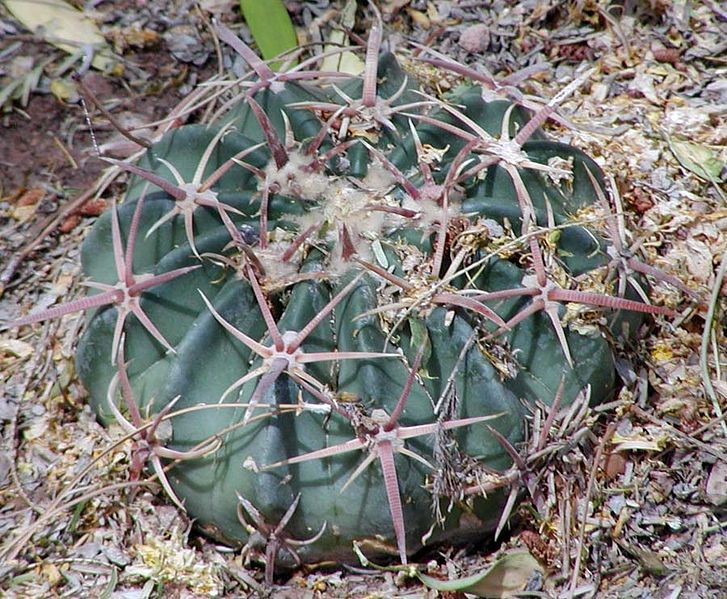 File:Echinocactus texensis.jpg