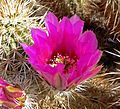 Echinocereus engelmannii