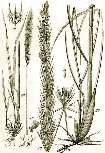 File:Elymus spp Sturm56.jpg