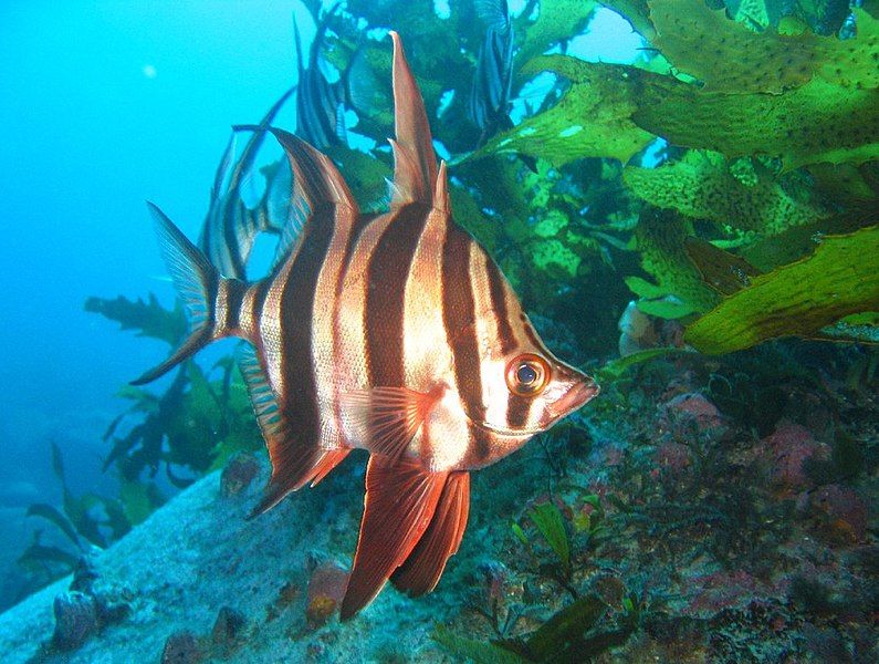 File:Enoplosus armatus.jpg