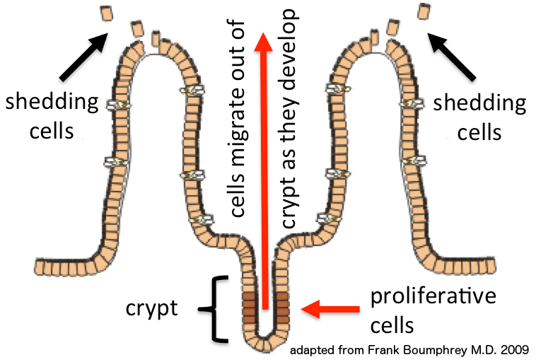 File:Epithelial cell migration.tif