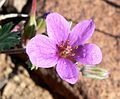 Erodium texanum