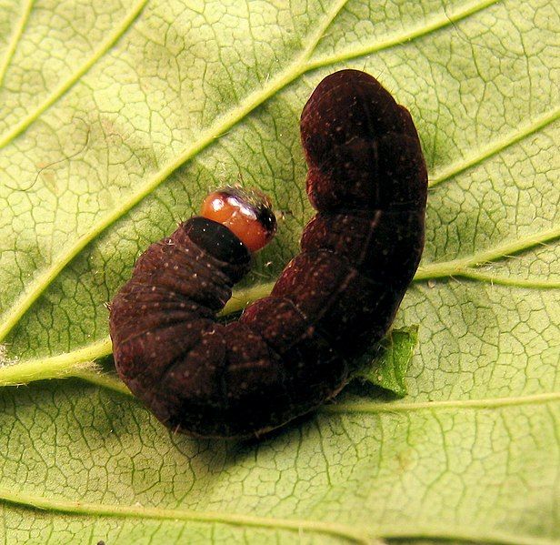 File:Eupsilia final instar.jpg