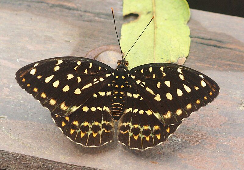 File:Female common archduke.jpg