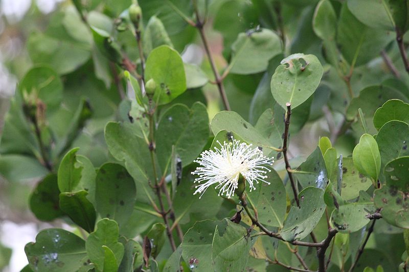 File:Goa mangrove flower.jpg