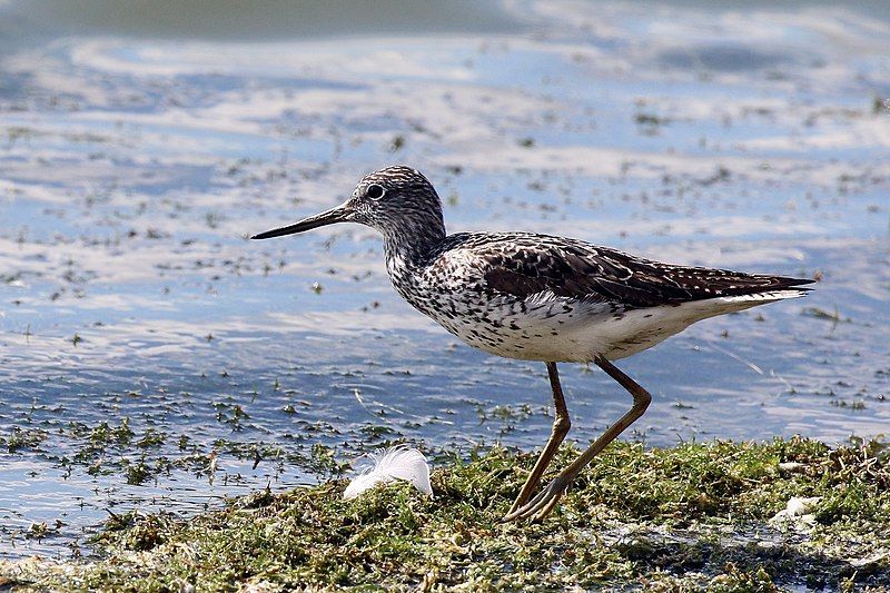 File:Greenshank (Tringa nebularia).jpg