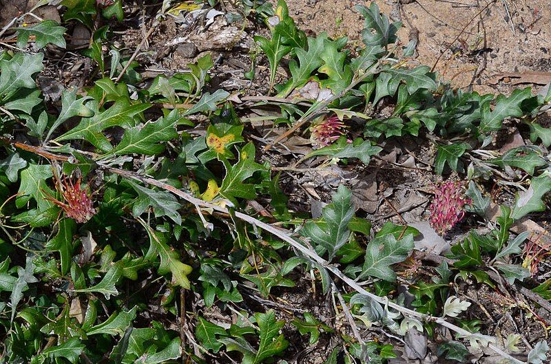 File:Grevillea ilicifolia habit.jpg