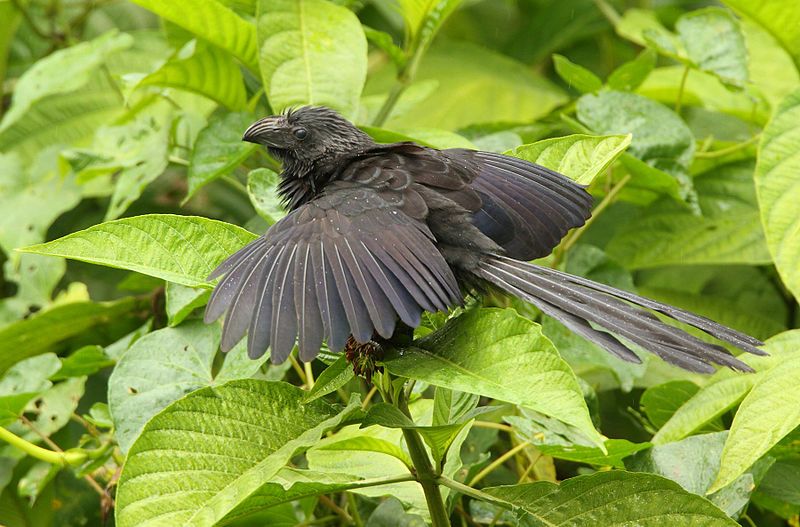 File:Groove-billed Ani 2.jpg