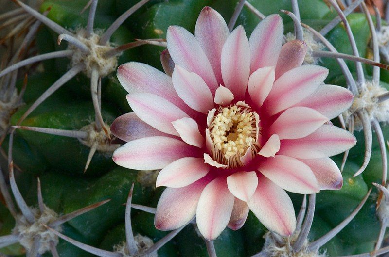 File:Gymnocalycium Mostii Flower.jpg