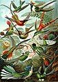 - Haeckel's hummingbirds, POTD July 11, 2006