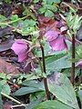 Helleborus orientalis subsp. abchasicus