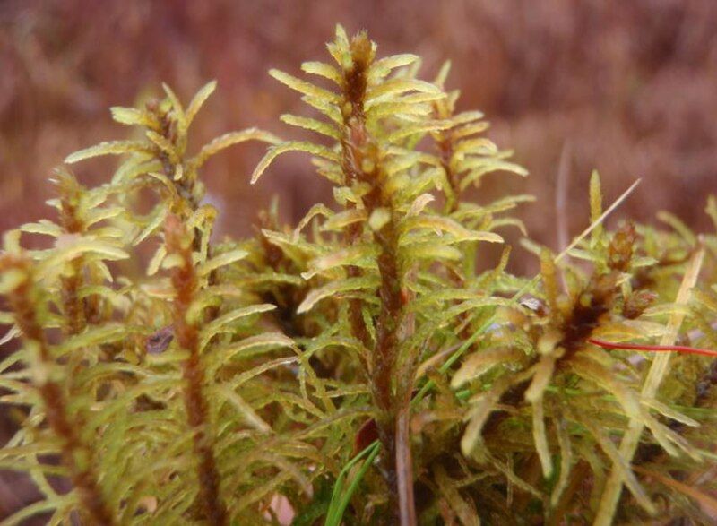 File:Helonium bankowlii.jpg