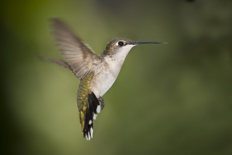 File:Hummingbird Texas.jpg