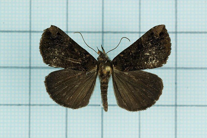 File:Hypena tenebralis1.jpg