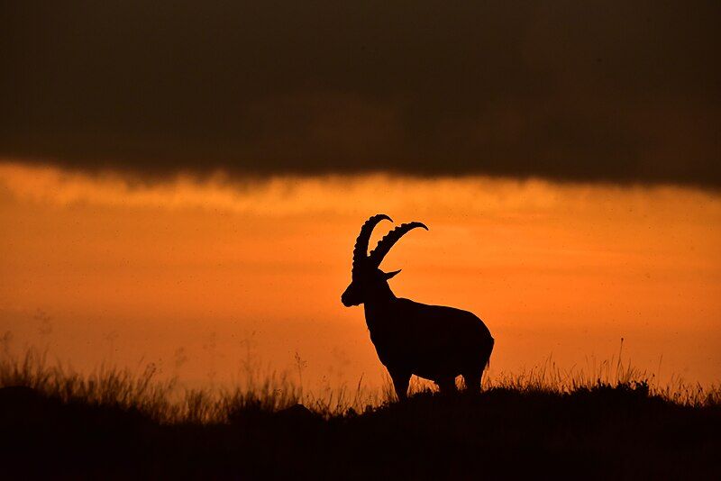 File:Ibex Niederhorn.jpg