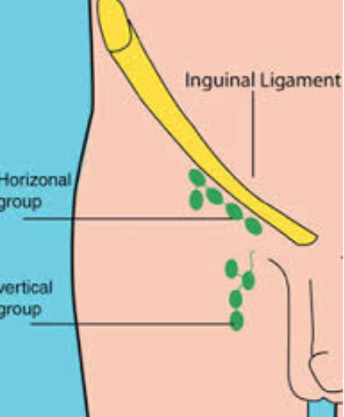 File:Inguinal Lymph nodes.png