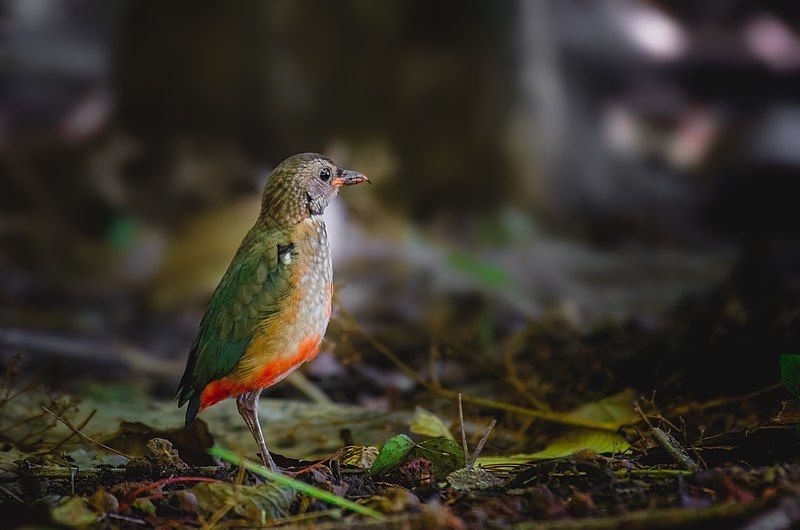 File:Juvenile Philippine Pitta.jpg