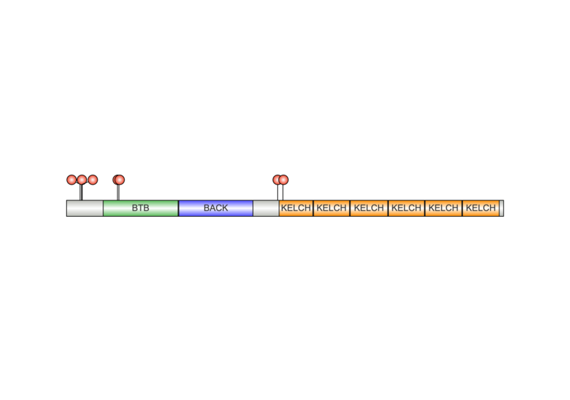 File:KLHL28 Protein Cartoon.png