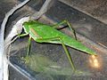 Katydid