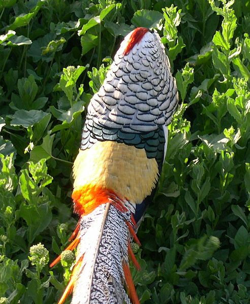 File:Lady Amherst's Pheasant1.jpg