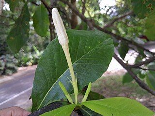 Flower buds