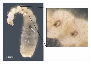 Latina rugosa planidia (arrows, magnified) attached to an ant larva; the Eucharitidae are among the few parasitoids able to overcome the strong defences of ants.