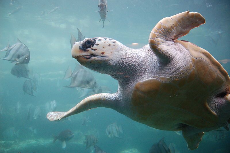 File:Loggerhead sea turtle.jpg