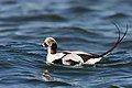 Long-tailed duck (male) Clangula hyemalis havlit