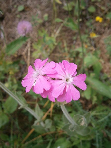 File:Lychnis flos-jovis 04.JPG