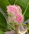 Magnolia fruit