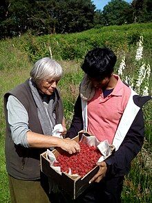 Dr Margaret with yogi śri dvita at Pishwanton Wood.