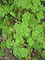 Marsilea crenata