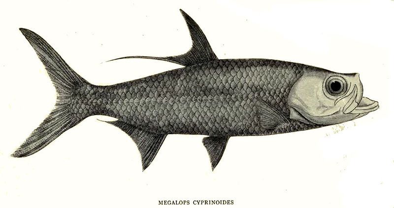 File:MegalopsCyprinoides.jpg