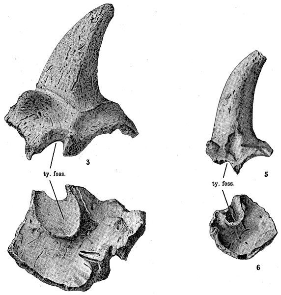 File:Meiolania mackayi.jpg