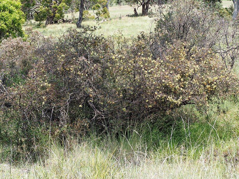 File:Melaleuca serpentina (habit).JPG