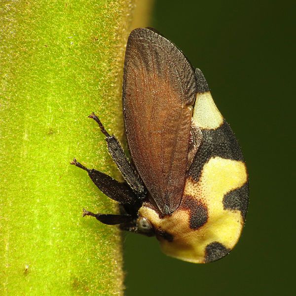 File:Mexican Treehopper (16373976877).jpg