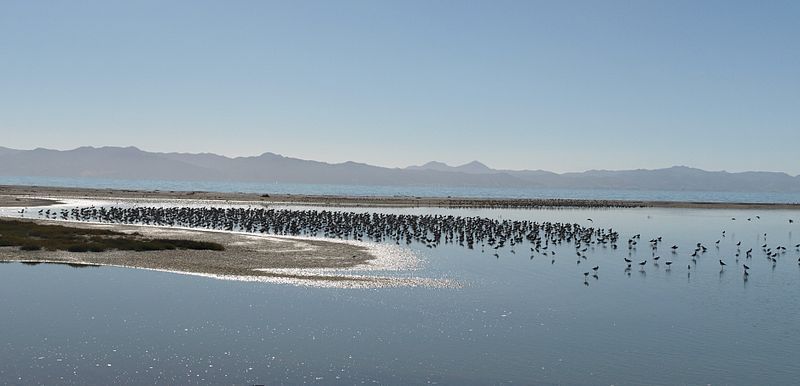 File:MirandaNzWetland02.jpg