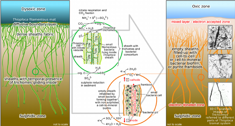 File:Model-of-the-origin-of-Trichichnus-The-ecology-of-Thioploca-mat-system-and-their.png