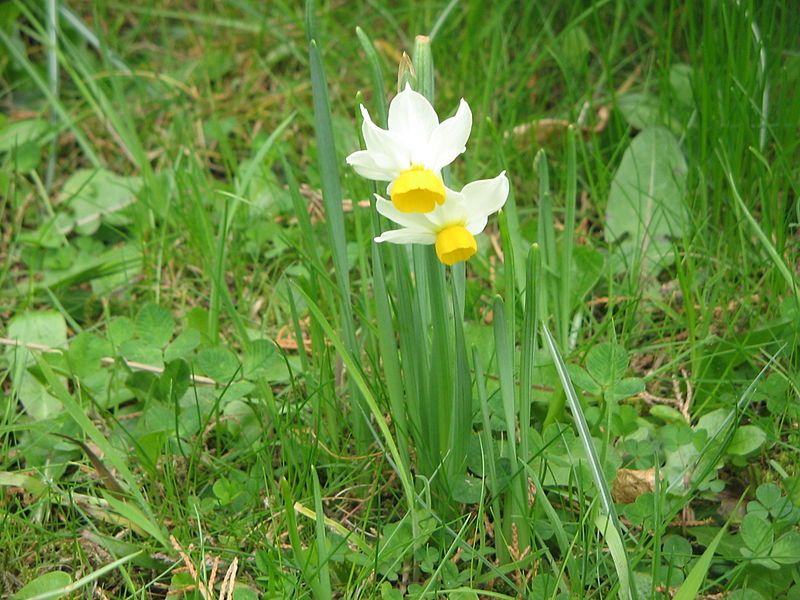 File:Narcissus tazetta Canaliculatus04.jpg