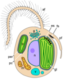 Ochrophyte cell