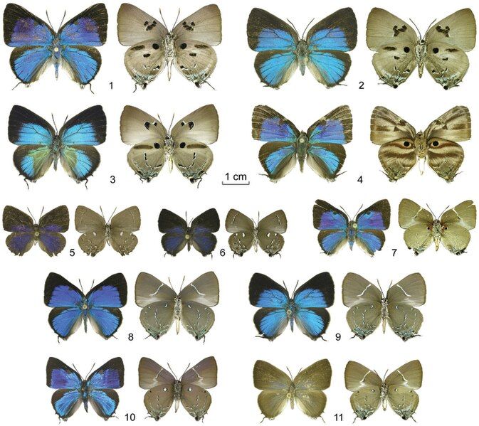 File:Oenomaus--new-species-adults-dorsal-surface-at-left-ventral-surface-at-right.jpg