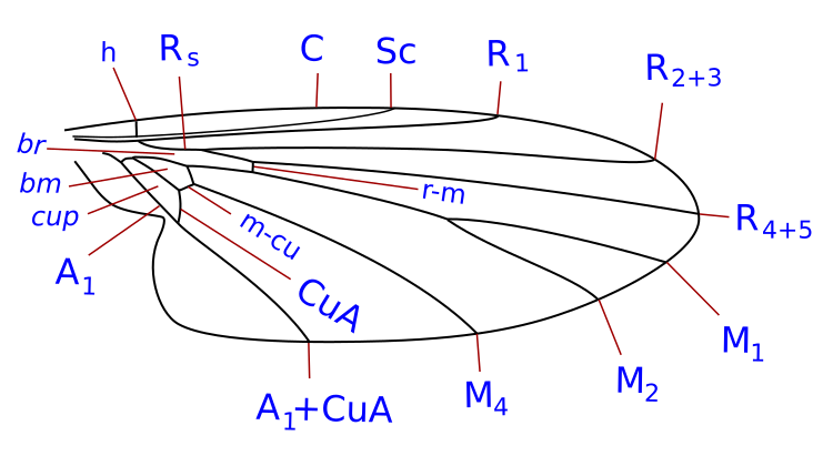 File:Opetiidae wing veins.svg