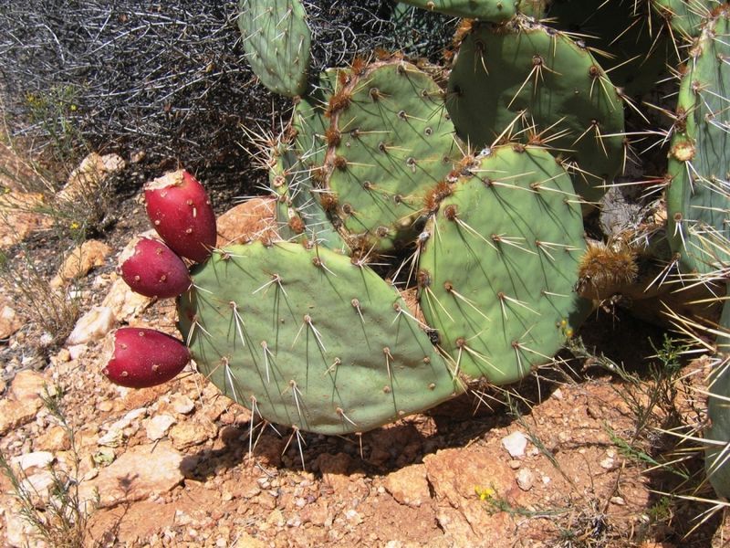 File:Opuntia-dulcis.jpg