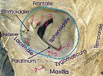 1 Anterior ethmoidal foramen, 2 Optic foramen, 3 Superior orbital fissure, 4 Lacrimal sac, 5 Infraorbital groove, 6 Inferior orbital fissure, 7 Infraorbital foramen