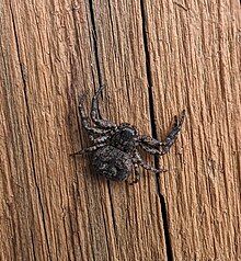 a photo of a spider with a wide abdomen on a wooden surface