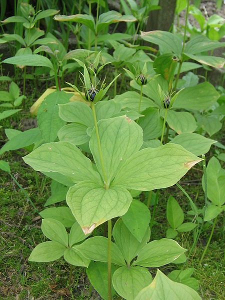 File:Paris quadrifolia02.jpg